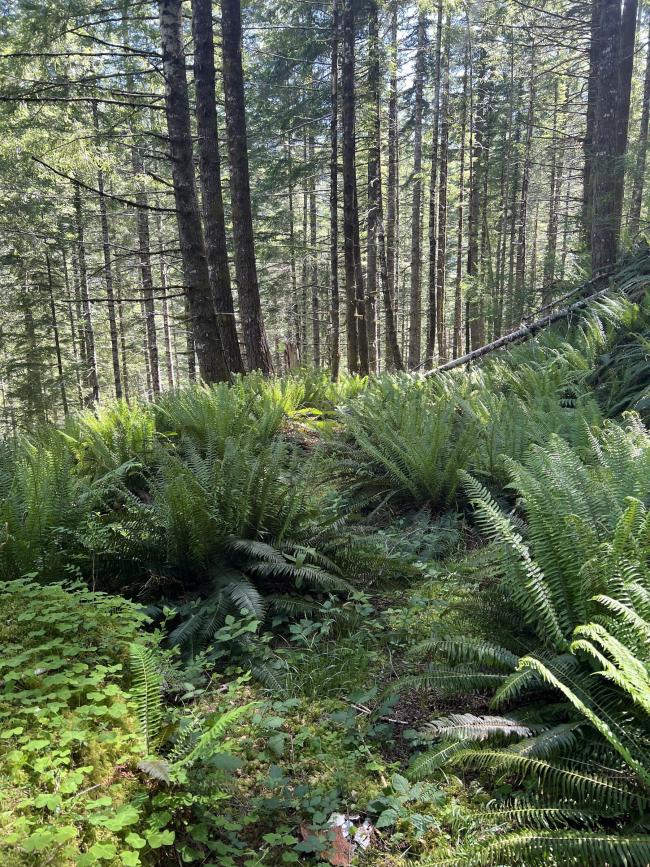 Old forest road