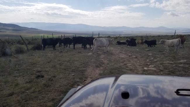 Cows at Gate