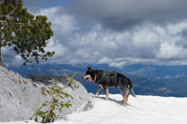 Cattle Dog hiking on snow with view of mountains in background