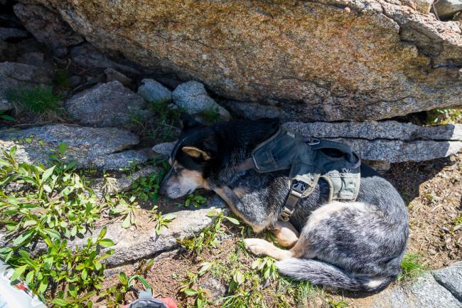 Roscoe looking for shade on the summit.