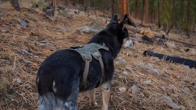 Dog standing on trail in forest
