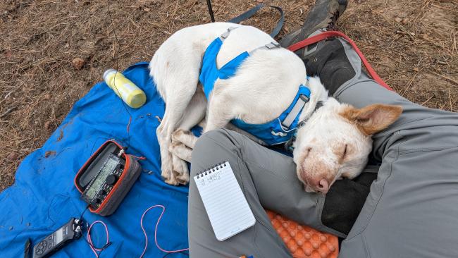 Lance the SOTApup asleep on N7KOM's lap