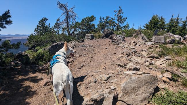 Lance the dog on the summit block