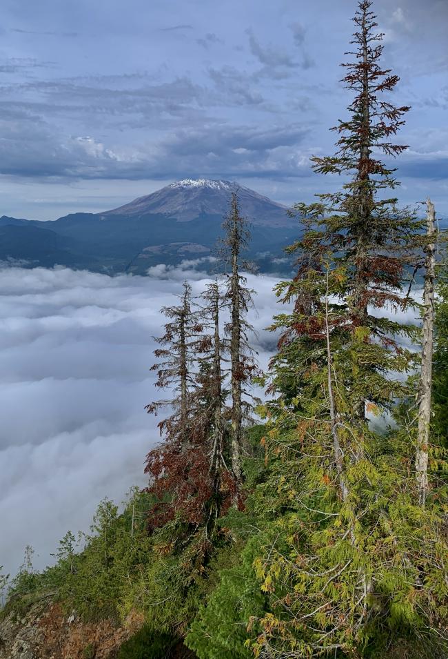 Mt St. Helens from the summit