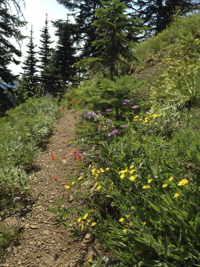 Flowers along the trail