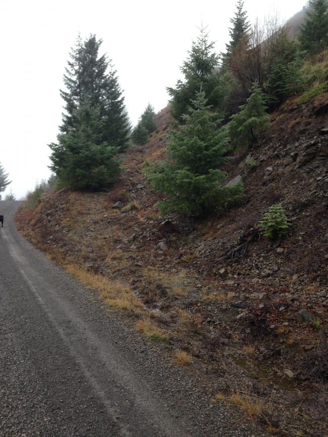 This is the trail(!) up Buck Mtn off of road #1168