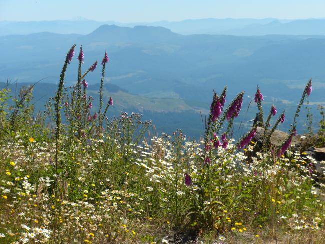 Wildflowers abound