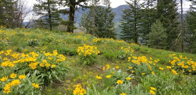 Summit spring-time flowers...with Fawn Peak in background