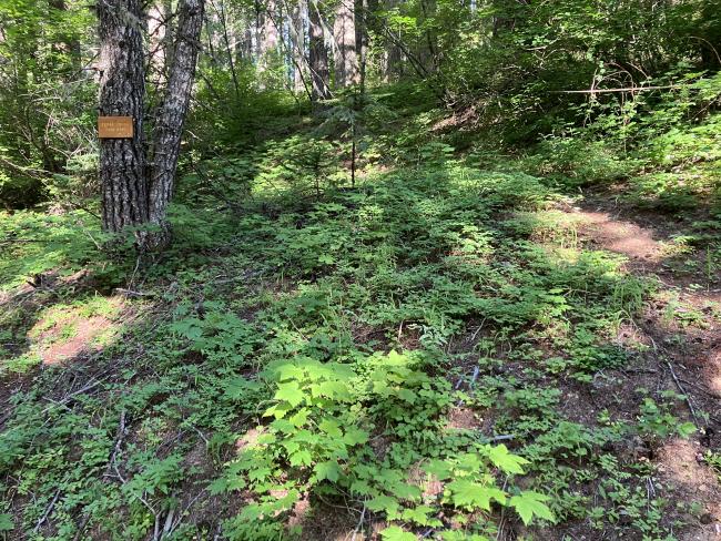 TrailHead