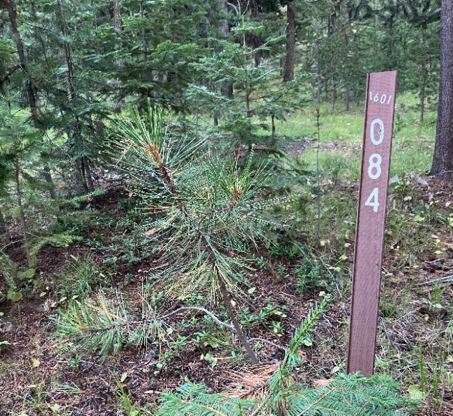 Jumpoff Joe Trailhead