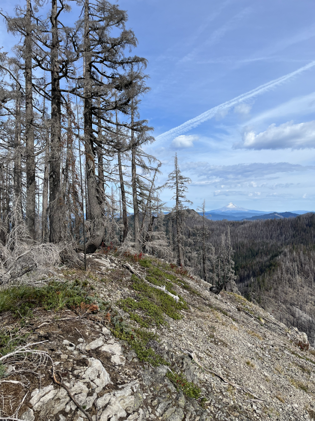 Pansy Mountain Ridge