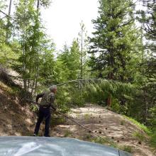 Cutting trees blocking road