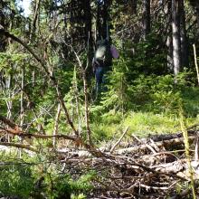 Northeast Ridge Bushwack - Can be avoided