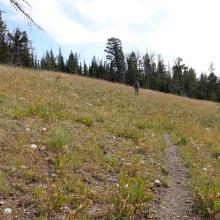 Single Track in Meadow