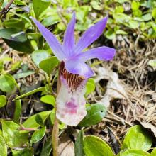 Fairy Slipper - Calypso bulbosa var. occidentalis