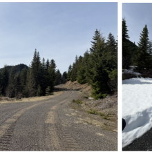 Logging Service Road Saunter