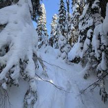 A view of deep snow and snowy trees we encountered during the hike