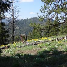 On the trail - Albert Point is a little beyond the forested hill