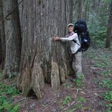 Big Cedar along Buck Lake Creek