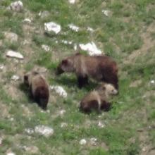 Grizzly Bears from summit