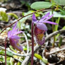 Fairy Slipper Orchids