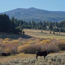 Elk Peak from FS-581 below Castle