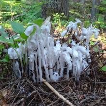 Indian Pipe in the Cedar forest
