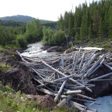 Log Jam on the North Fork above the Falls