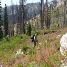 A field of fireweed