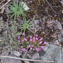 Phlox blooming and Bitterroot to bloom later