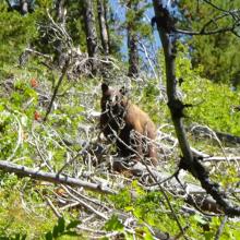 Black Bear defending treed cubs alongside trail