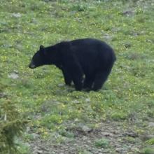 Black Bear on lower slopes of Mount Misery