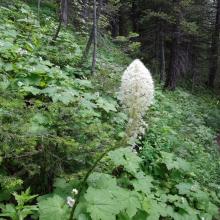 Beargrass on Trail