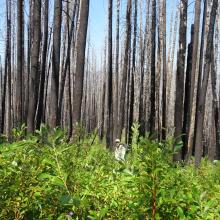 Beginning up the Disgrace Butte trail in the 2019 burn