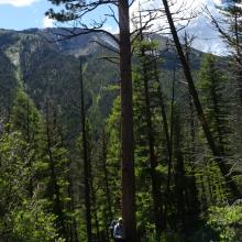 A lone Ponderosa on the Concord ridge