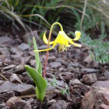 Glacier Lily