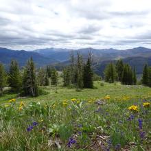 Ridgetop Meadow