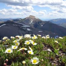 Wildflowers on summit & Evans Peak
