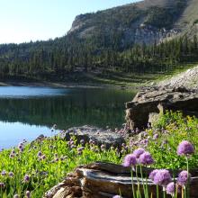 Wild chives at Dean Lake