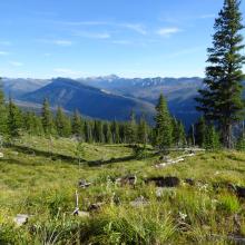 Out of the burn - Looking across the Spotted Bear River to Silvertip Mountain.