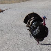 Turkey & Pheasant on way to summit