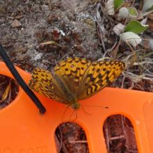 SOTAWinder butterfly