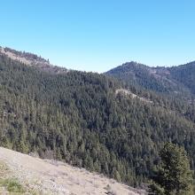 Point(left), Bald(right)