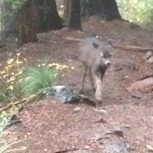 Bambi was on the trail saying hi