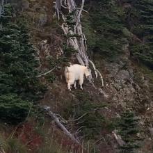 Mountain goat was 300 feet below Tolmie Peak