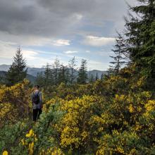 Scotch Broom chokes a substantial length of trail.