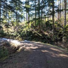 The logging road I hiked, in good repair and not hard to drive