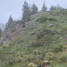 Foggy day on the ridge, shows wildflowers and trees ahead