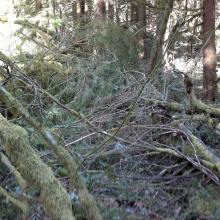 The Augspurger Trail is under this blowdown