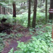 Cape Falcon Trailhead from Parking